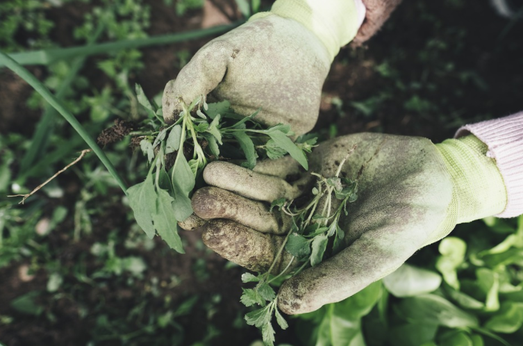 Gardening tips