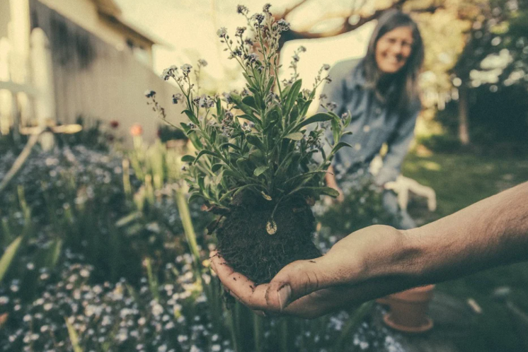 Simple Tips for Gardening on a Budget