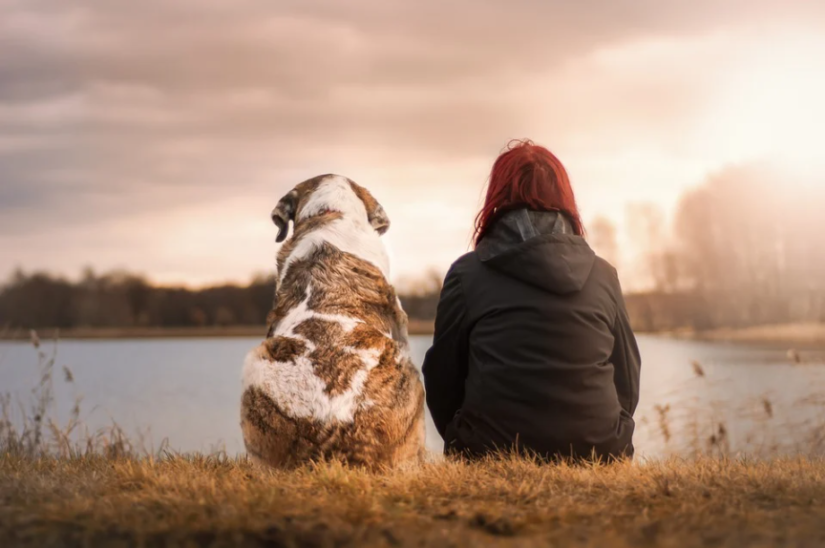 Understanding Dog Breeds for Your Home Pets