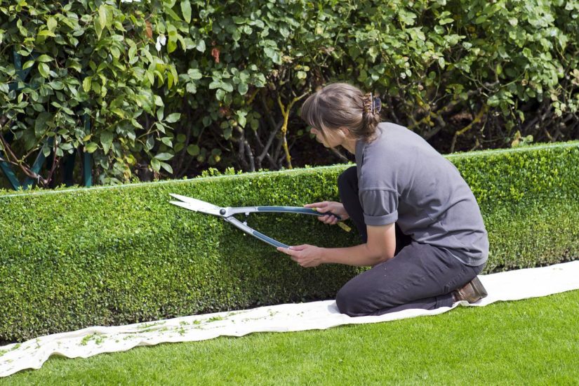 Reasons You Should Trim the Trees Near Your Home