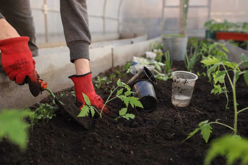 The Top Reasons a Vegetable Garden Can Make You Happy and Healthy